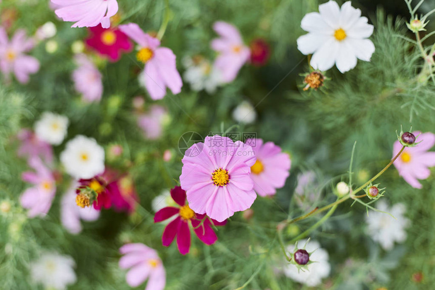 花坛中精致的粉红色花朵特写图片