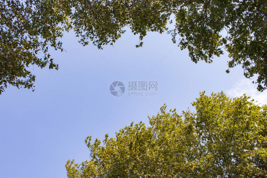 自然园林树木和天空景观图片