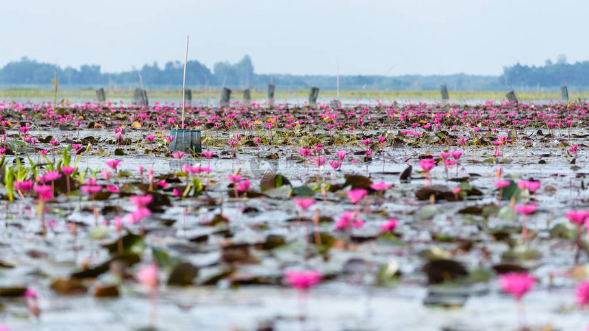泰国博他仑省ThaleNoi水禽保护区公园池塘中许多红莲花或红印度睡莲或睡莲花的美丽自然景观图片