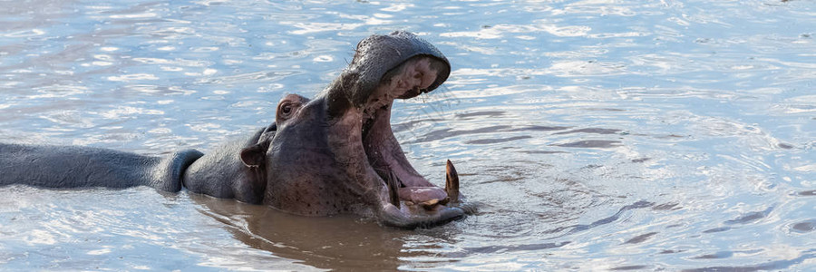 河马打哈欠张大嘴在非洲湖中图片