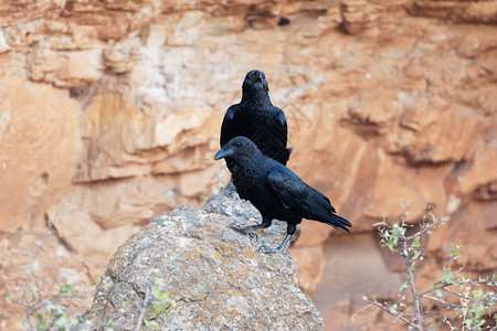 一对扇尾乌鸦Corvusrhipidurus在岩石上图片