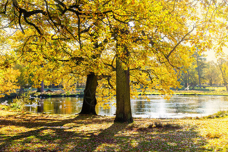 秋天风景英国公园环湖附近黄叶图片