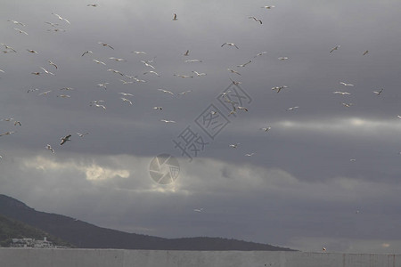 飞行的海鸥飞行中的海鸥群图片