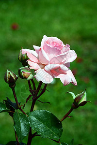 玫瑰是蔷薇科蔷薇属的多年生木本开花植物背景图片