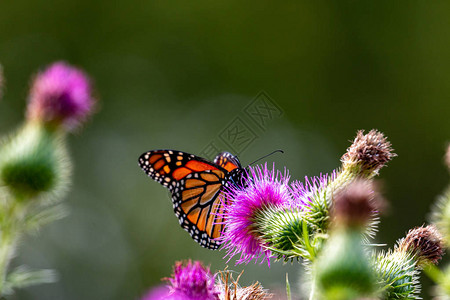 蓟上的君主紫蓟上的大帝王蝶图片