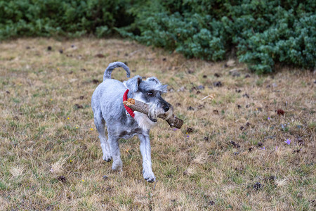 一只用棍子穿过草地的迷你雪纳瑞犬图片