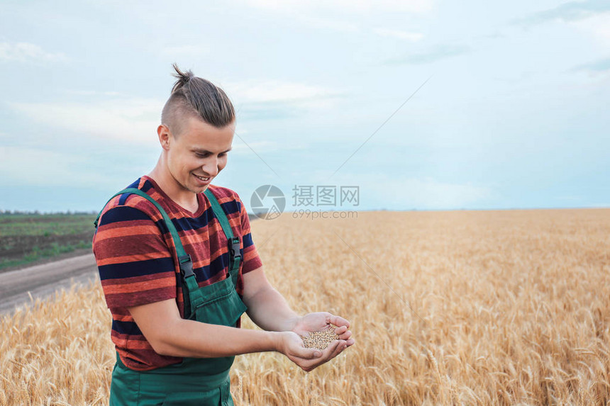 田间堆麦粒的男农图片