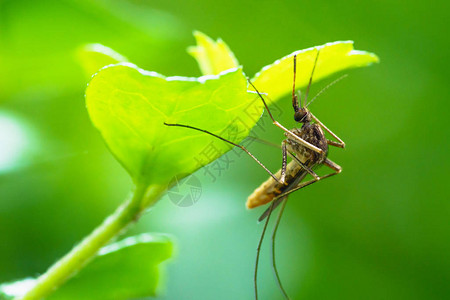 自然光下的特写蚊子图片