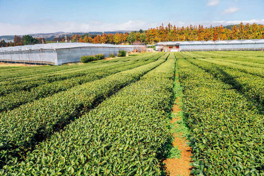 韩国济州岛的绿茶田图片