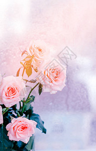 粉红玫瑰花束浪漫花朵复制空间图片