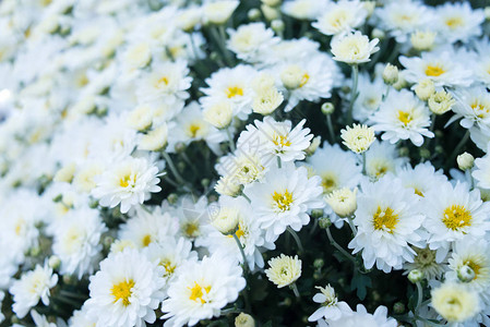 白田花背景甘菊花雏菊花图片