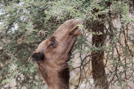 棕色龙虾Camelusdroomedari图片