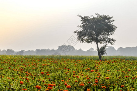 印度东北部巴尔达曼西孟加拉邦风景秀丽的自然景观和农田图片