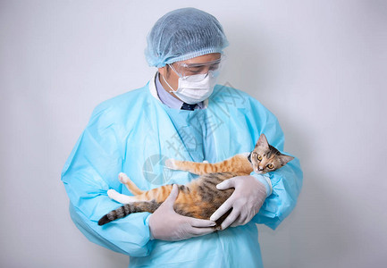 蓝西装医生在动物医院怀着孕猫的图片