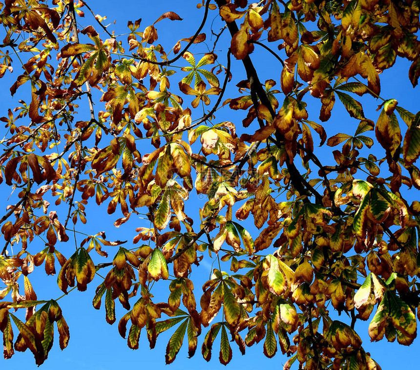 栗树在秋天留下蓝天自然美丽的背景明亮的阳光明媚的秋天气叶秋天图片