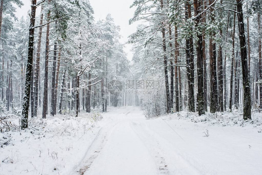 穿过雪覆盖的松树林在多云的冬季图片