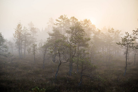 天多云清晨雾和绿松树拉托维亚图片