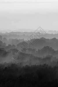 清晨雾霾下的神秘景观单色针叶林中树木剪影层间的怪异雾气庄严自然的平静大气背景图片