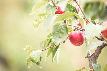 红苹果有机农场秋收图片