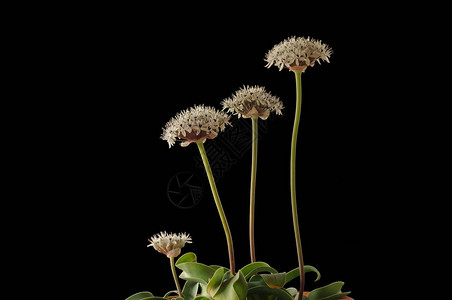 是单球花植物的基因组图片