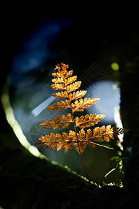 热带树枝的天然聚光灯下有多彩的金子高清图片