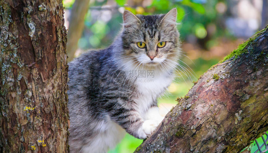 毛茸的猫坐在树枝上宠物猫在院子里散步猫在爬树图片