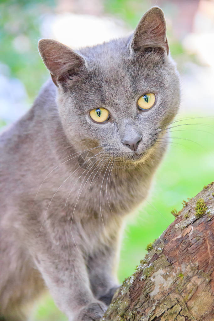 毛茸的猫坐在树枝上宠物猫在院子里散步猫在爬树图片