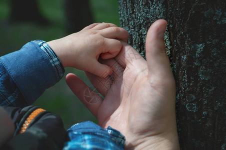 孩子的手伸到树皮上孩子知道这个世界笑图片