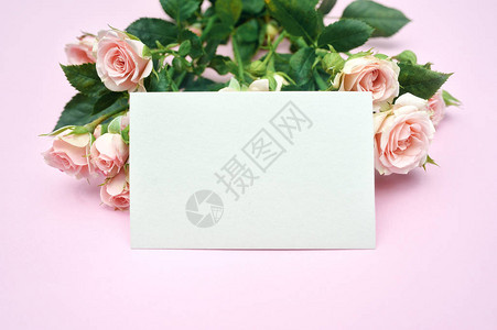 假白纸和粉红玫瑰的花蕾喜剧背高清图片