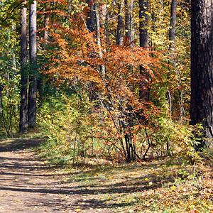 松树林秋初春森林道路露天散步日图片