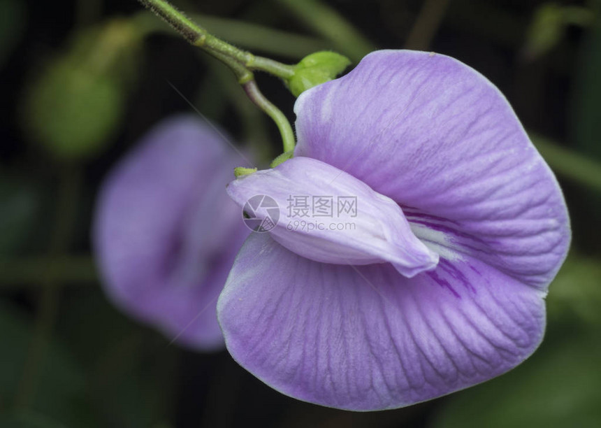 紫刺蝶豆花特写镜头图片