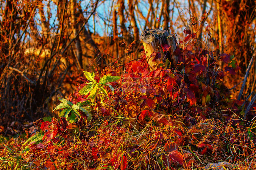 绿背景的明红秋叶图片