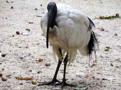 照片里有只鸟非洲ibis野生图片