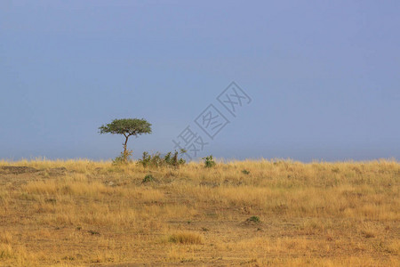 旱季马赛拉平原上的一棵树图片