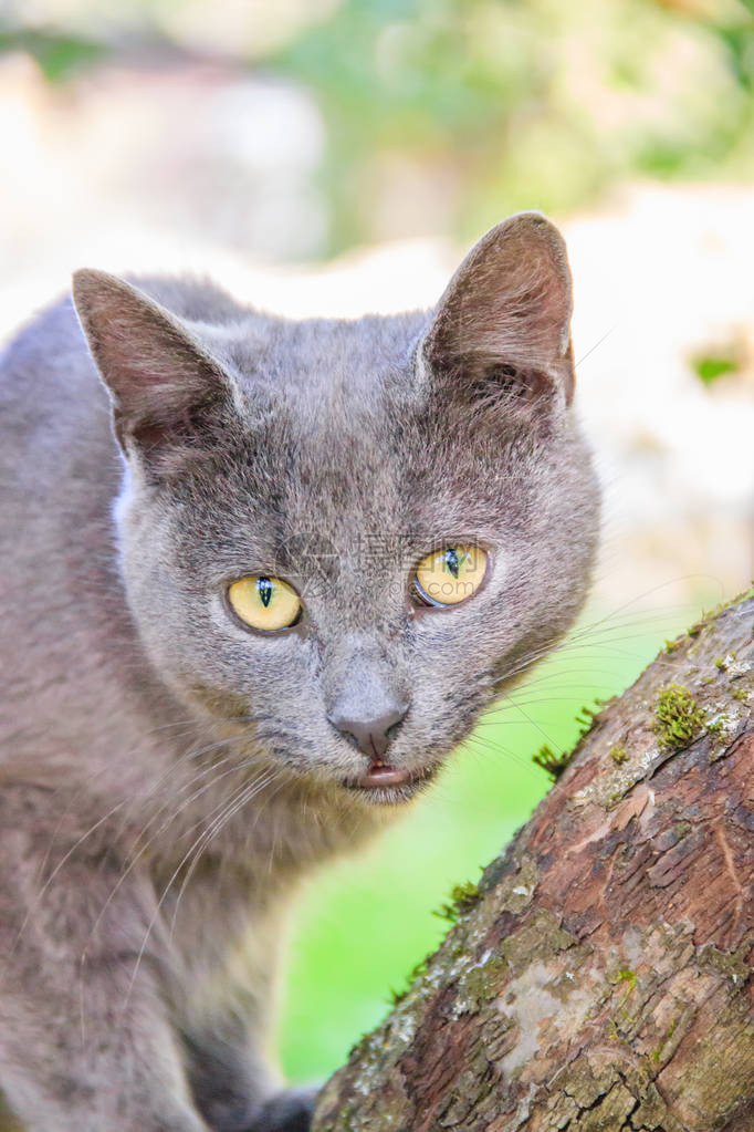 毛茸的猫坐在树枝上宠物猫在院子里散步猫在爬树图片