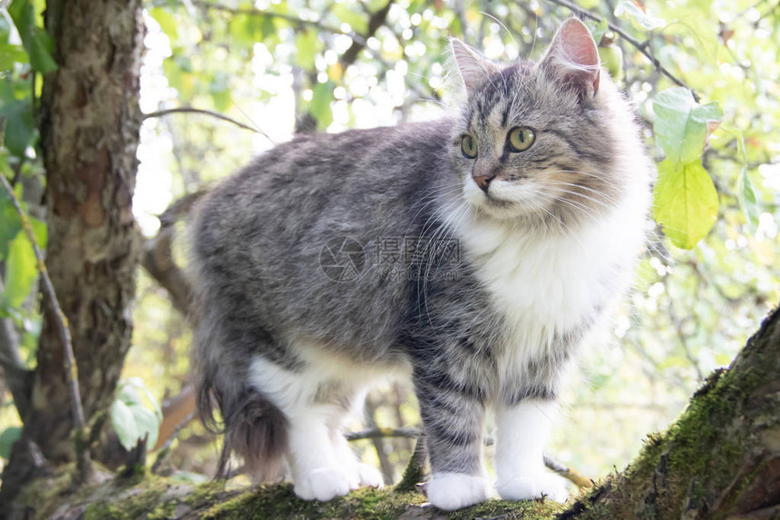 毛茸的猫坐在树枝上宠物猫在院子里散步猫在爬树图片