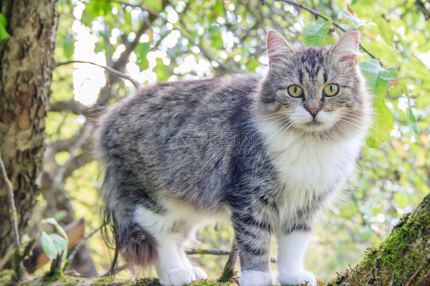 毛茸的猫坐在树枝上宠物猫在院子里散步猫在爬树图片