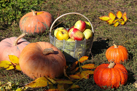 南瓜和一篮苹果的秋季成分图片
