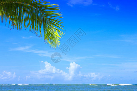 有棕榈树分支和加勒比图片