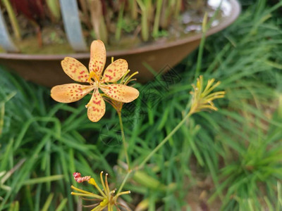 小的可爱的白兰花图片