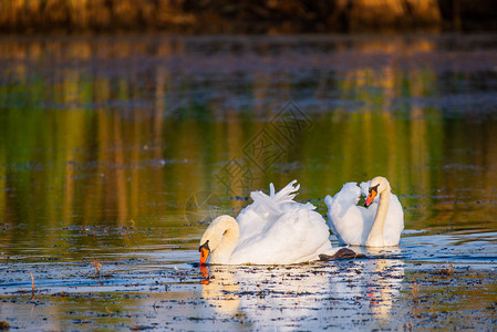 池塘水中的白天鹅图片