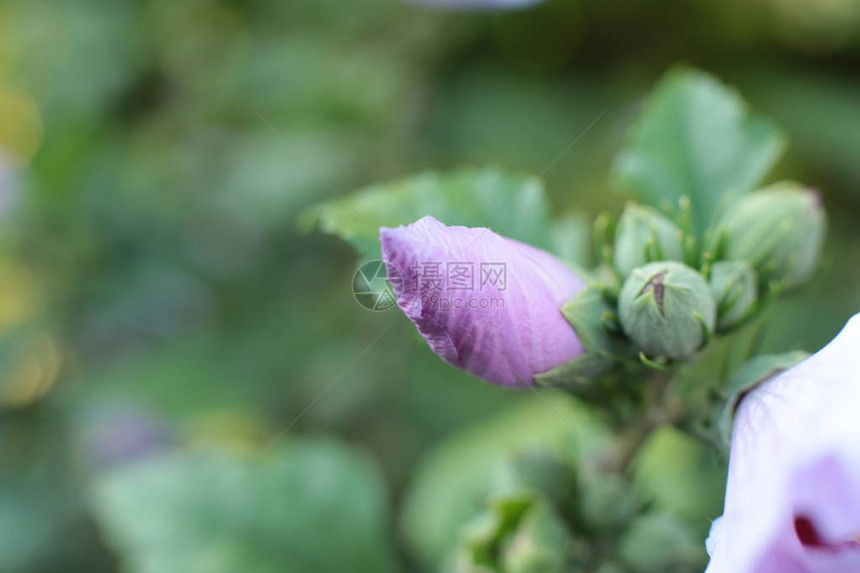 花有大小色彩鲜艳绿意盎然图片