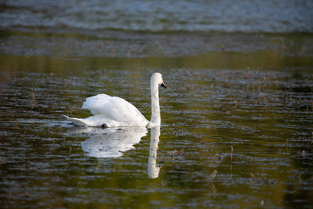池塘水中的白天鹅图片
