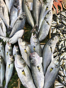 鱼市的鱼类背景图片