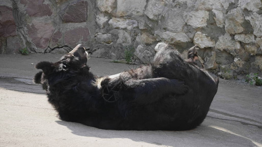 喜马拉雅熊或乌苏里黑熊Ursusthibetanus图片