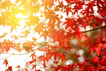 秋天的枫树花园秋天枫叶全红与温暖的晚背景图片