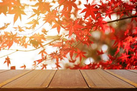 与日本枫树花园的野餐桌在秋天秋天枫叶全红与温暖的晚背景图片