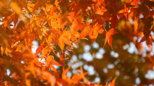秋天的枫树花园秋天枫叶全红与温暖的秋天太阳背景图片