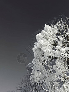 一棵雪树图片