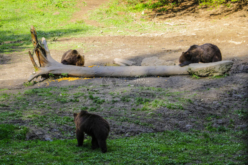 有些熊坐在木头上吃东西图片